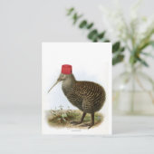 Kiwi-Vogel mit Fez Absurd Vintage Postkarte (Stehend Vorderseite)