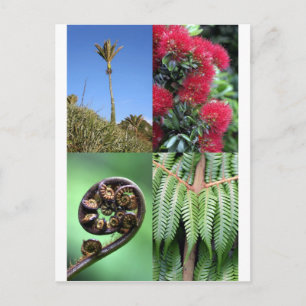 Kiwiana Neuseeland Postkarte