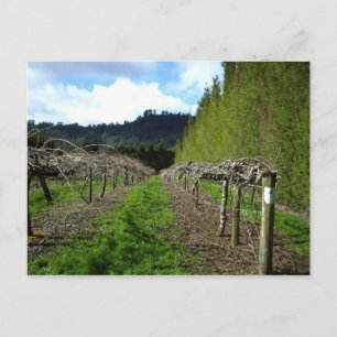 Kiwifruit Vines September 2010 Pauanui Neuseeland Postkarte