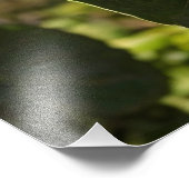 Kiwis auf einem Baum Fotodruck (Ecke)