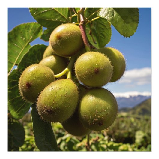 Kiwis auf einem Baum Fotodruck (Vorne)