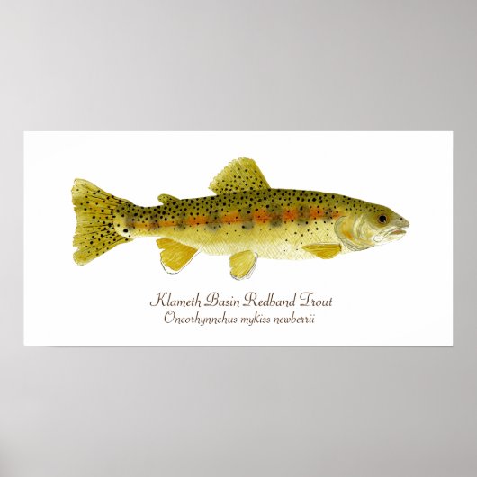 Klameth Basin Redband Trout Poster (Vorne)