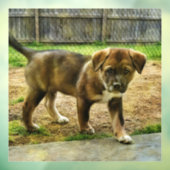 Klammern des T - Shirt der Welpengerade Fensteraufkleber (Blatt 3)