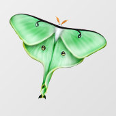 Klammern des "Wild Luna Moth Insect Bug Window" Fensteraufkleber (Blatt)