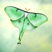 Klammern des "Wild Luna Moth Insect Bug Window" Fensteraufkleber (Blatt 3)