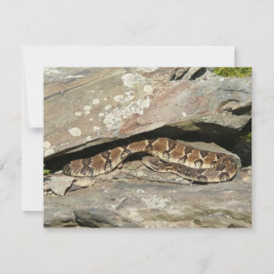 Klapperschlange im Shenandoah-Nationalpark