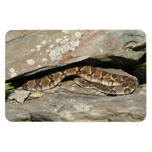 Klapperschlange im Shenandoah-Nationalpark Magnet