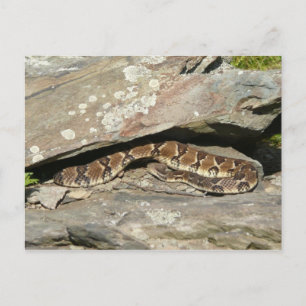 Klapperschlange im Shenandoah-Nationalpark Postkarte