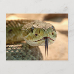 Klapperschlange Nahaufnahme Foto Postkarte