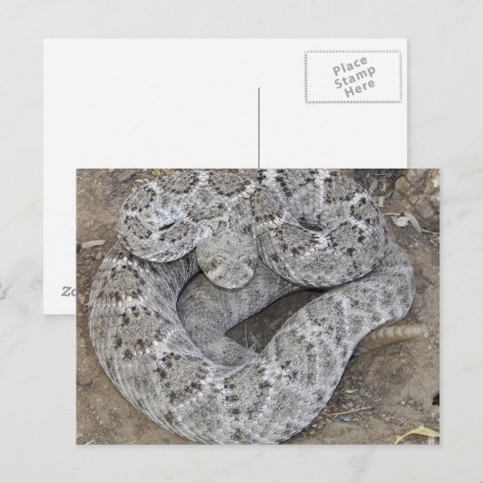 Klapperschlange Postkarte (Vorne/Hinten)