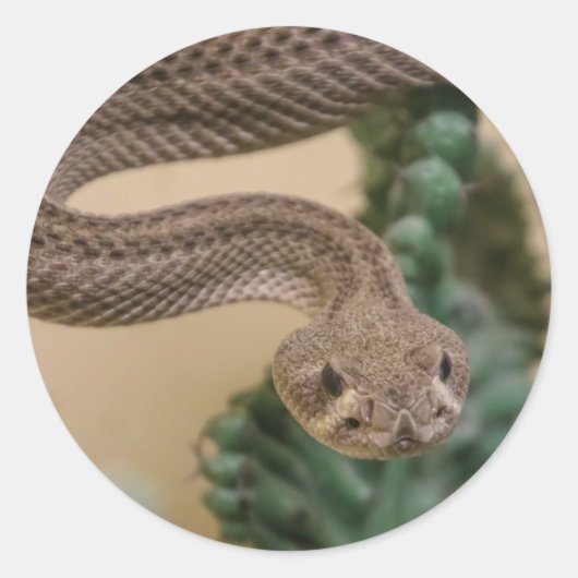 Klapperschlange Runder Aufkleber (Vorderseite)