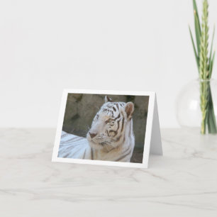 Klappkarte für das Foto "White Tiger"