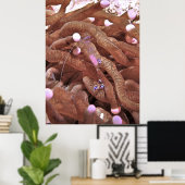 Klare Garnelen mit Eiern Poster (Heimbüro)
