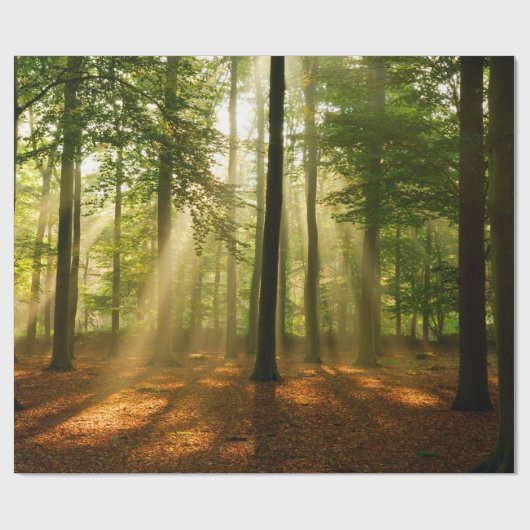 Klare Lichtstrahlen, die durch den Wald strahlen  Geschenkpapier (Flach)