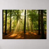 Klare Lichtstrahlen, die durch den Wald strahlen Poster (Vorne)