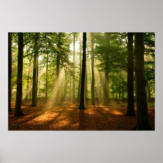 Klare Lichtstrahlen, die durch den Wald strahlen Poster (Vorne)