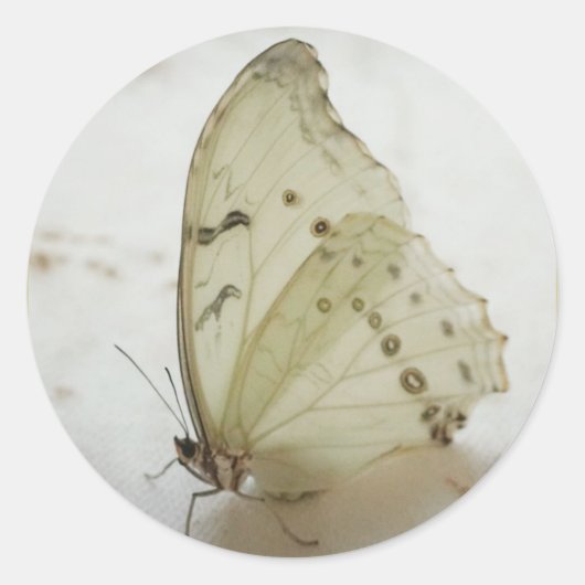 Klare Schmetterlingsblume Siegel / Etikett /Aufkle Runder Aufkleber (Vorderseite)