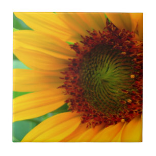 KLARE SONNENBLUME II FLIESE