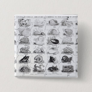 Klassen der Muschellaubsäge, Pub. durch W. Edward Button