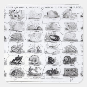 Klassen der Muschellaubsäge, Pub. durch W. Edward Quadratischer Aufkleber