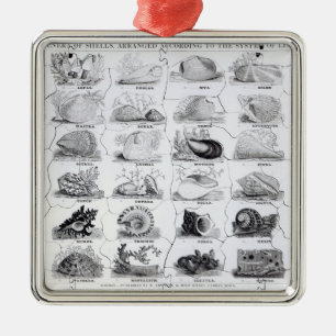 Klassen der Muschellaubsäge, Pub. durch W. Edward Silbernes Ornament