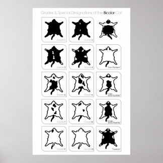 Klassen und Sonderbezeichnungen der Bicolor-Katze Poster