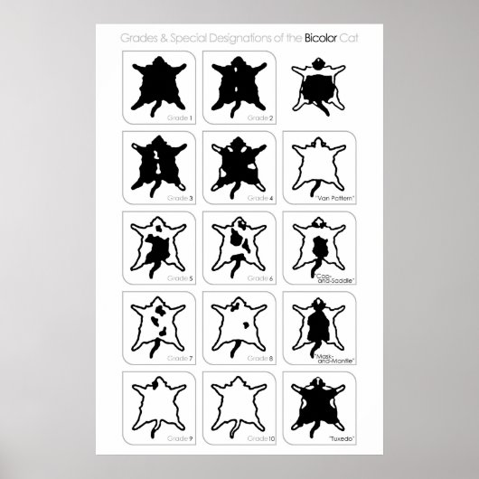 Klassen und Sonderbezeichnungen der Bicolor-Katze Poster (Vorne)