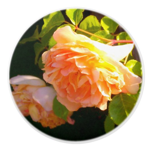Klassisch orange pfirsichfarbene Rose Keramikknauf (Vorderseite)