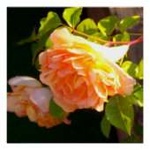Klassisch orange pfirsichfarbene Rose Poster (Vorderseite)