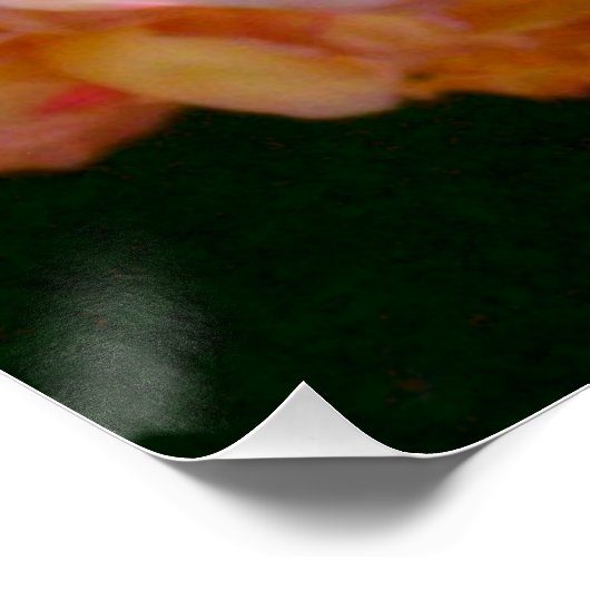 Klassisch orange pfirsichfarbene Rose Poster (Ecke)