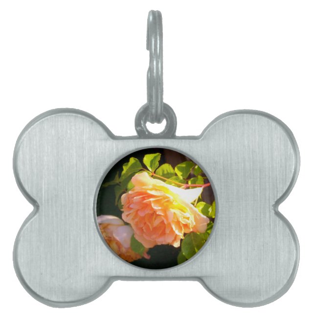 Klassisch orange pfirsichfarbene Rose Tiermarke (Vorderseite)