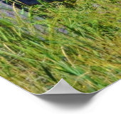 KLASSISCHE ALTE BARN, UMGEBEN VON GELBEN WILDBLUME POSTER (Ecke)