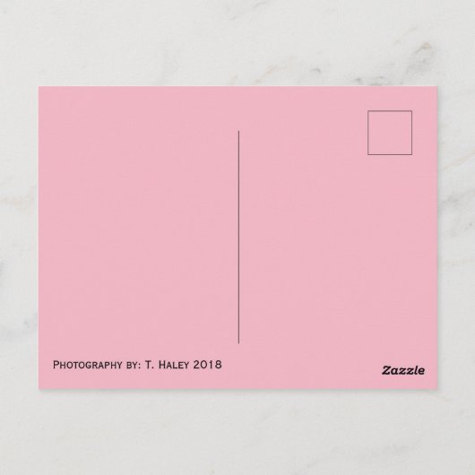 Klassische dynamische Rose Postkarte (Rückseite)