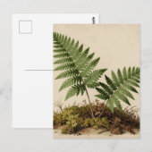 Klassische Farn-Botanik Postkarte (Vorne/Hinten)
