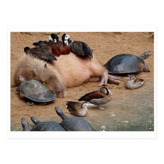 Klassische Foto-Postkarte Postkarte