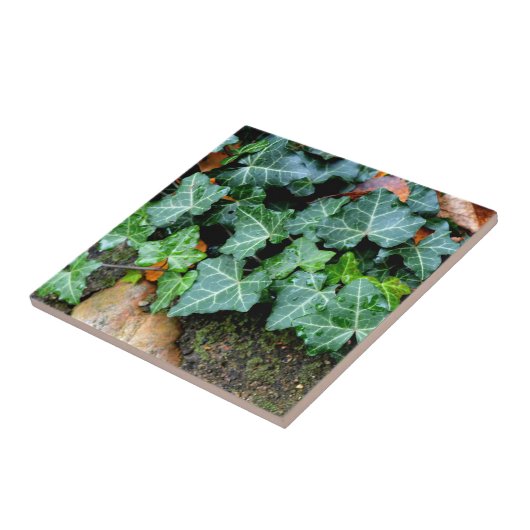 Klassische grüne Ivy und Felsstein Fliese (Seite)