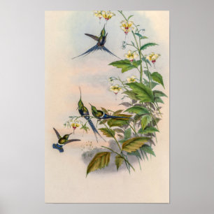 Klassische Kolibris von John Gould Poster