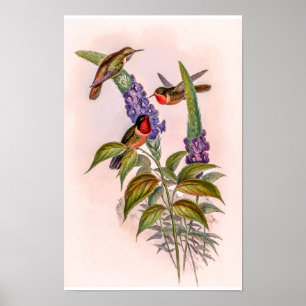 Klassische Kolibris von John Gould Poster