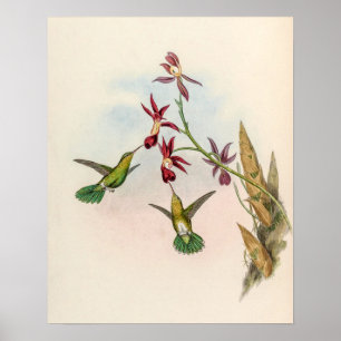 Klassische Kolibris von John Gould Poster