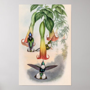 Klassische Kolibris von John Gould Poster