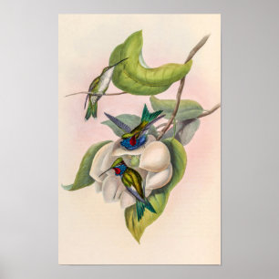 Klassische Kolibris von John Gould Poster