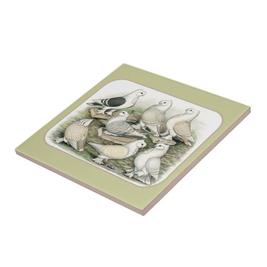 Klassische Krause-Tauben Satinettes Fliese (Seite)