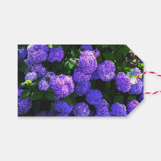 Klassische Lila Hydrangea-Geschenkmarke Geschenkanhänger (Vorderseite (Horizontal))