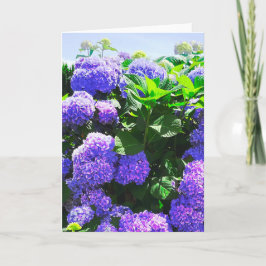 Klassische Lila Hydrangea Grußkarte Karte