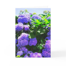 Klassische Lila Hydrangea Grußkarte
