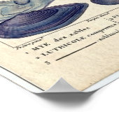 Klassische Meeresätzung - Muscheln Poster (Ecke)