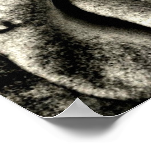 Klassische Schwarz-Weiß-Rosen Poster (Ecke)