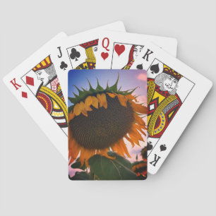 Klassische Spielkarten für Sonnenblumen