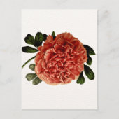 Klassische Vintage Blume Postkarte (Vorderseite)