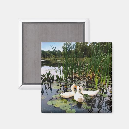 Klassische weiße Enten am schönen See Magnet (Vorderseite/Rückseite)